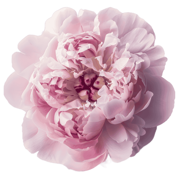 design-elemek (1) Peonia rozsa